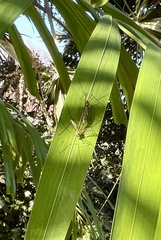 Nephrotoma australasiae