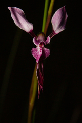 Diuris alba