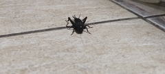 Gryllus veletis
