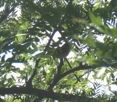 Vireo bellii