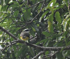 Megarynchus pitangua