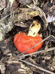 Leratiomyces erythrocephalus