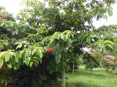 Sterculia parviflora