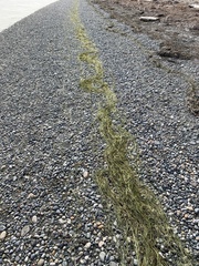 Zostera japonica