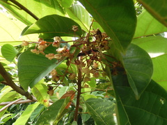 Sterculia parviflora