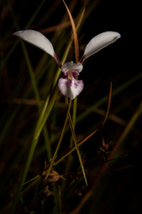 Diuris alba