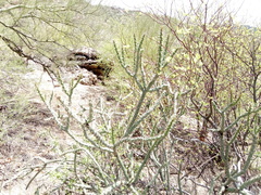 Cylindropuntia × vivipara