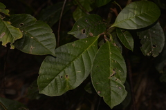 Quintinia verdonii