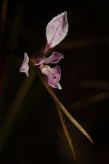 Diuris alba