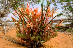 Babiana brachystachys