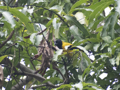 Icterus graduacauda