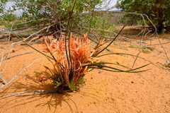 Babiana brachystachys
