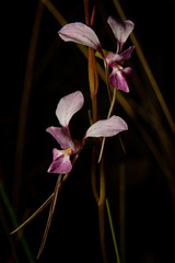Diuris alba
