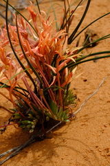 Babiana brachystachys