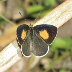 Candalides xanthospilos