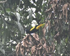 Cassiculus melanicterus