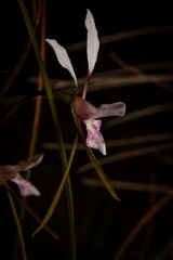 Diuris alba