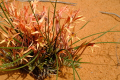 Babiana brachystachys