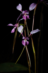 Diuris alba