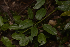 Rubus nebulosus
