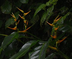 Heliconia latispatha