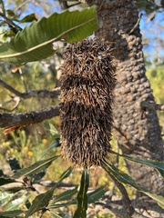 Banksia serrata