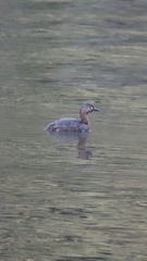 Poliocephalus rufopectus