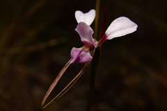 Diuris alba