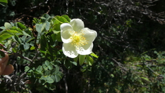 Rosa spinosissima