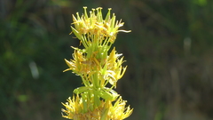 Gentiana lutea