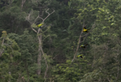 Eupsittula canicularis