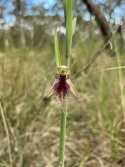 Calochilus robertsonii