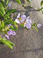 Cakile maritima maritima