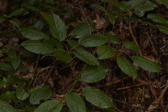 Rubus nebulosus