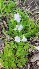 Oxalis incarnata
