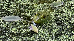 Lithobates catesbeianus