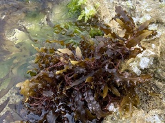 Sargassum sinclairii
