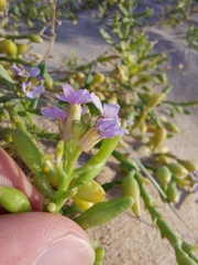 Cakile maritima maritima