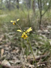 Diuris maculata