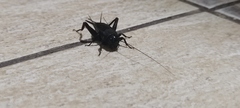 Gryllus veletis
