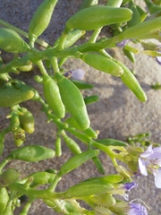 Cakile maritima maritima