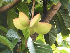 Sterculia parviflora