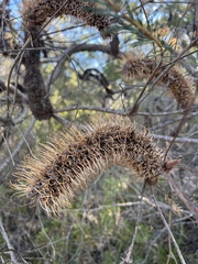 Banksia spinulosa