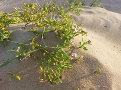 Cakile maritima maritima