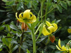 Lilium pyrenaicum
