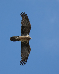 Gypaetus barbatus