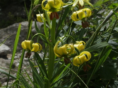 Lilium pyrenaicum