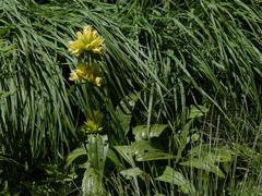 Gentiana burseri burseri