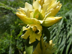 Gentiana burseri burseri