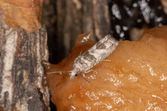 Spilonota constrictana